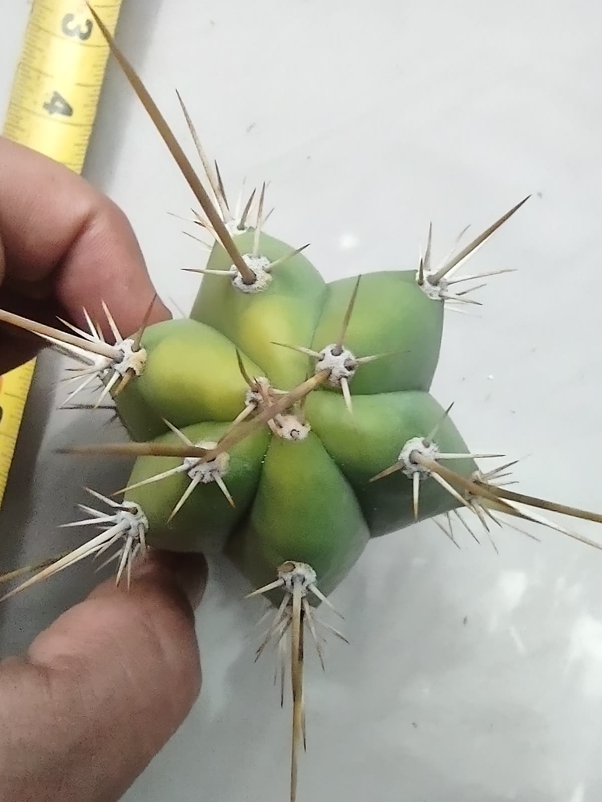 Trichocereus