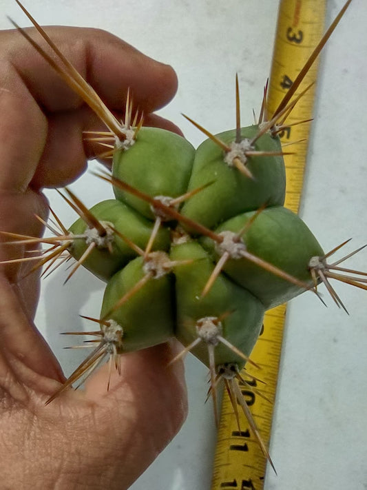 T. (SS02 x SS01) x Huarazensis