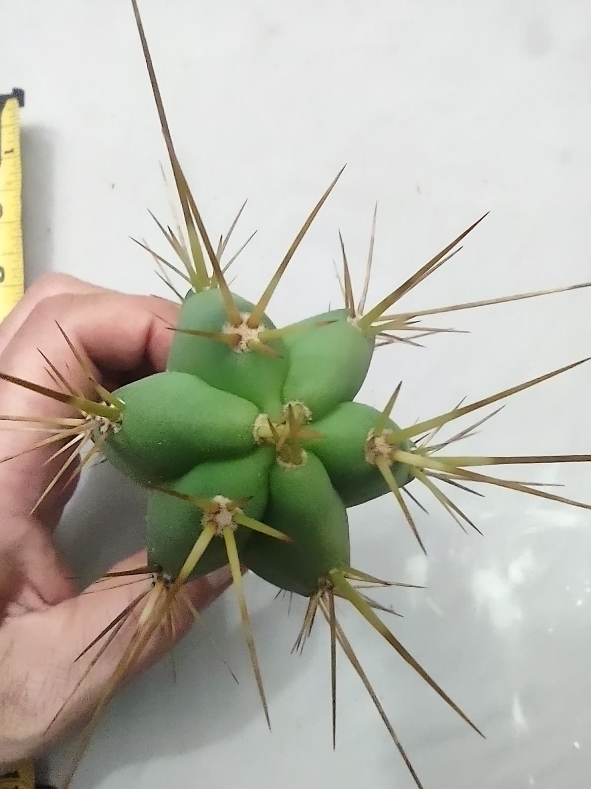 Trichocereus bridgesii 'PR001'