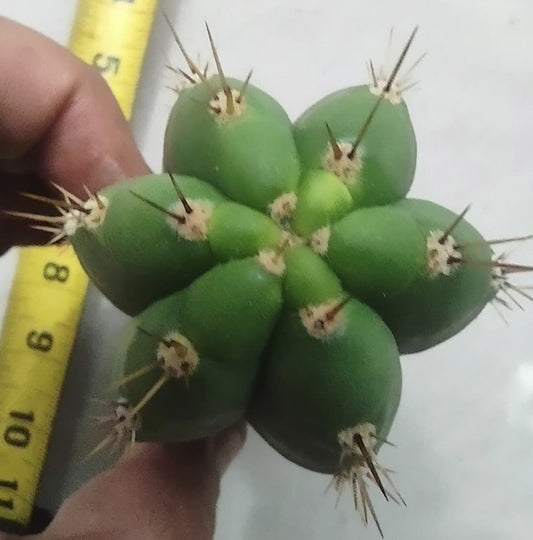 Trichocereus Pachanoii