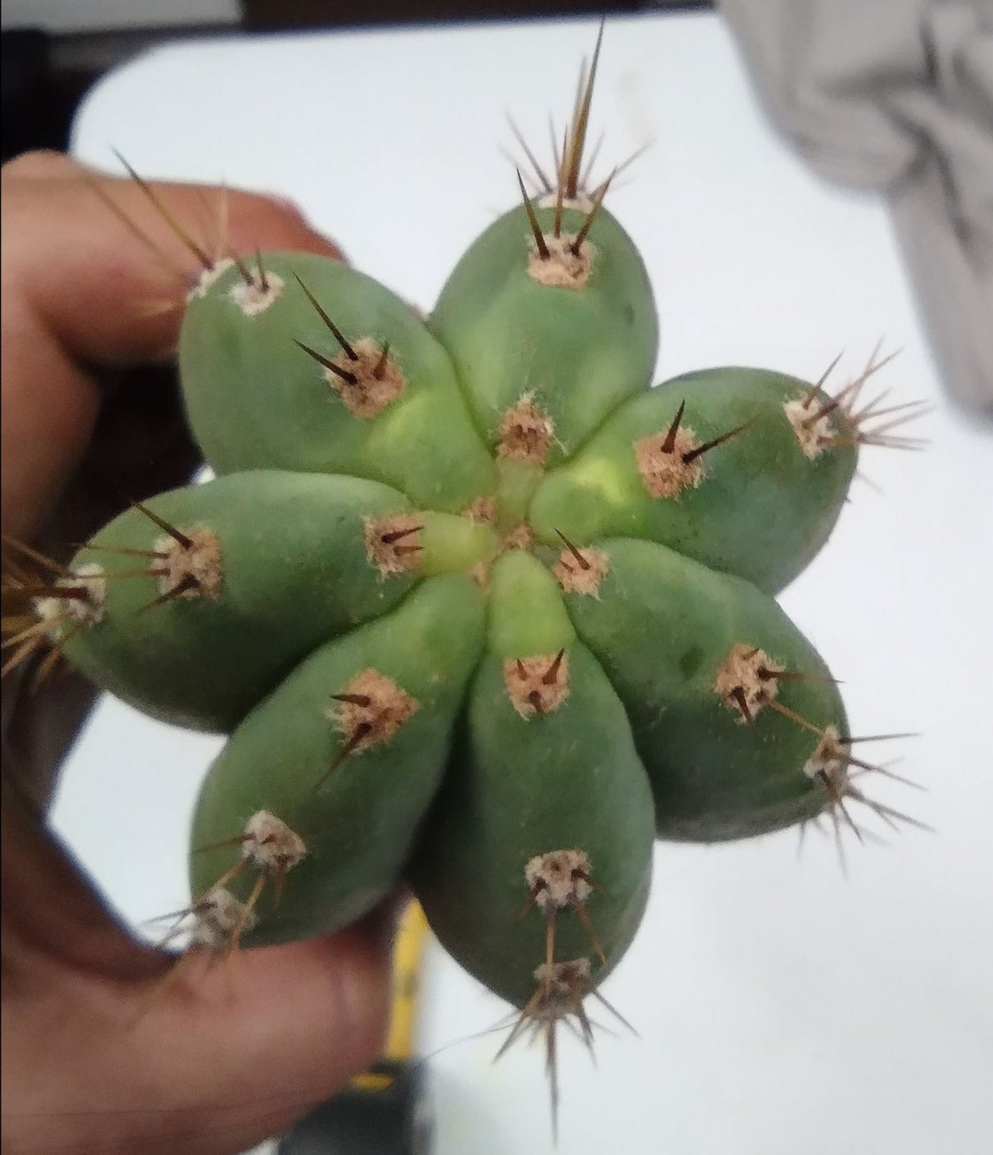 T. 'Mt Geronimo'