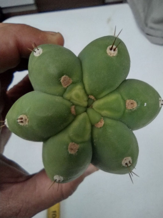 T. Pach. 'Chilo' Cutting