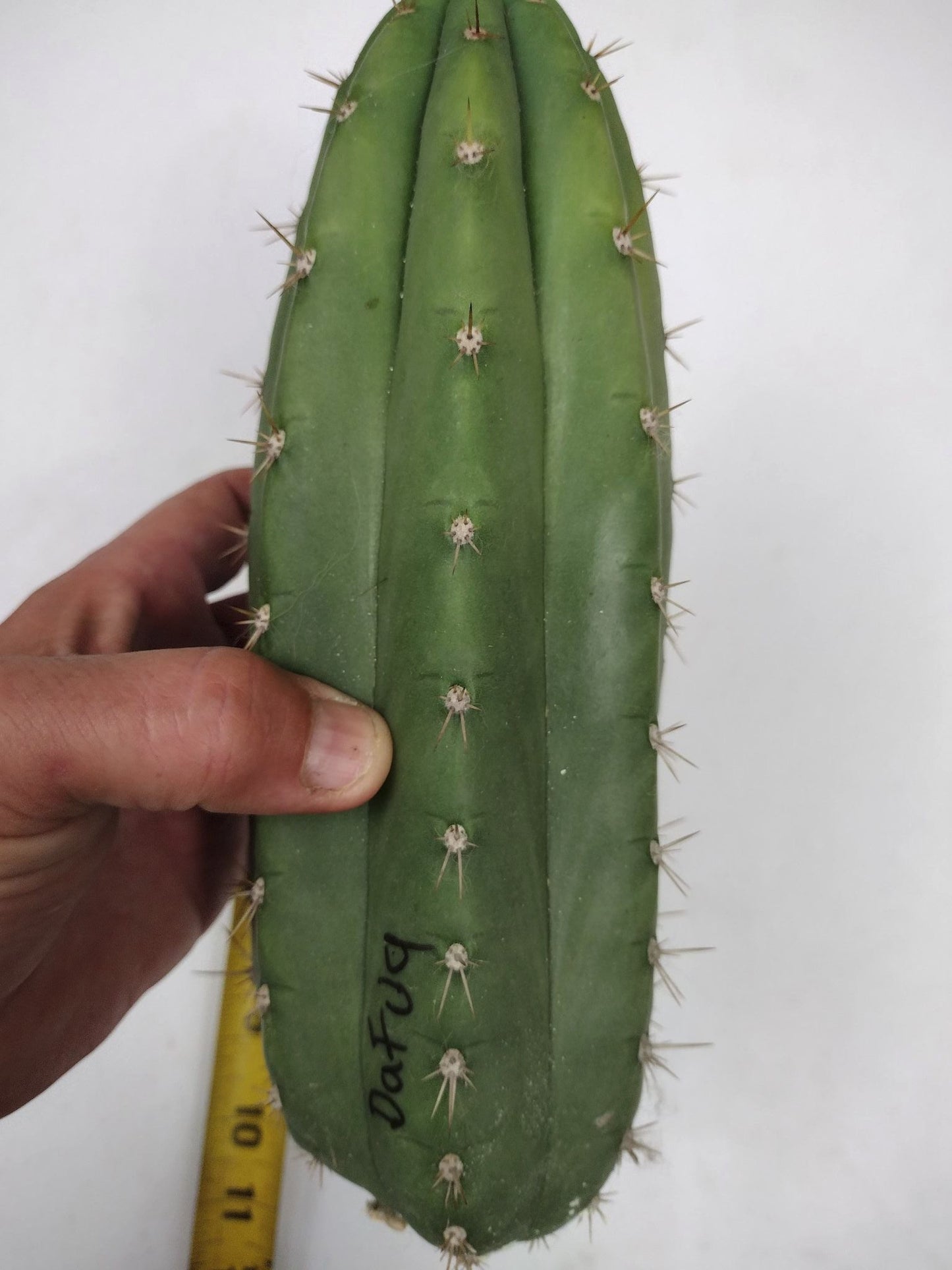 T. 'DAFQ' Cutting