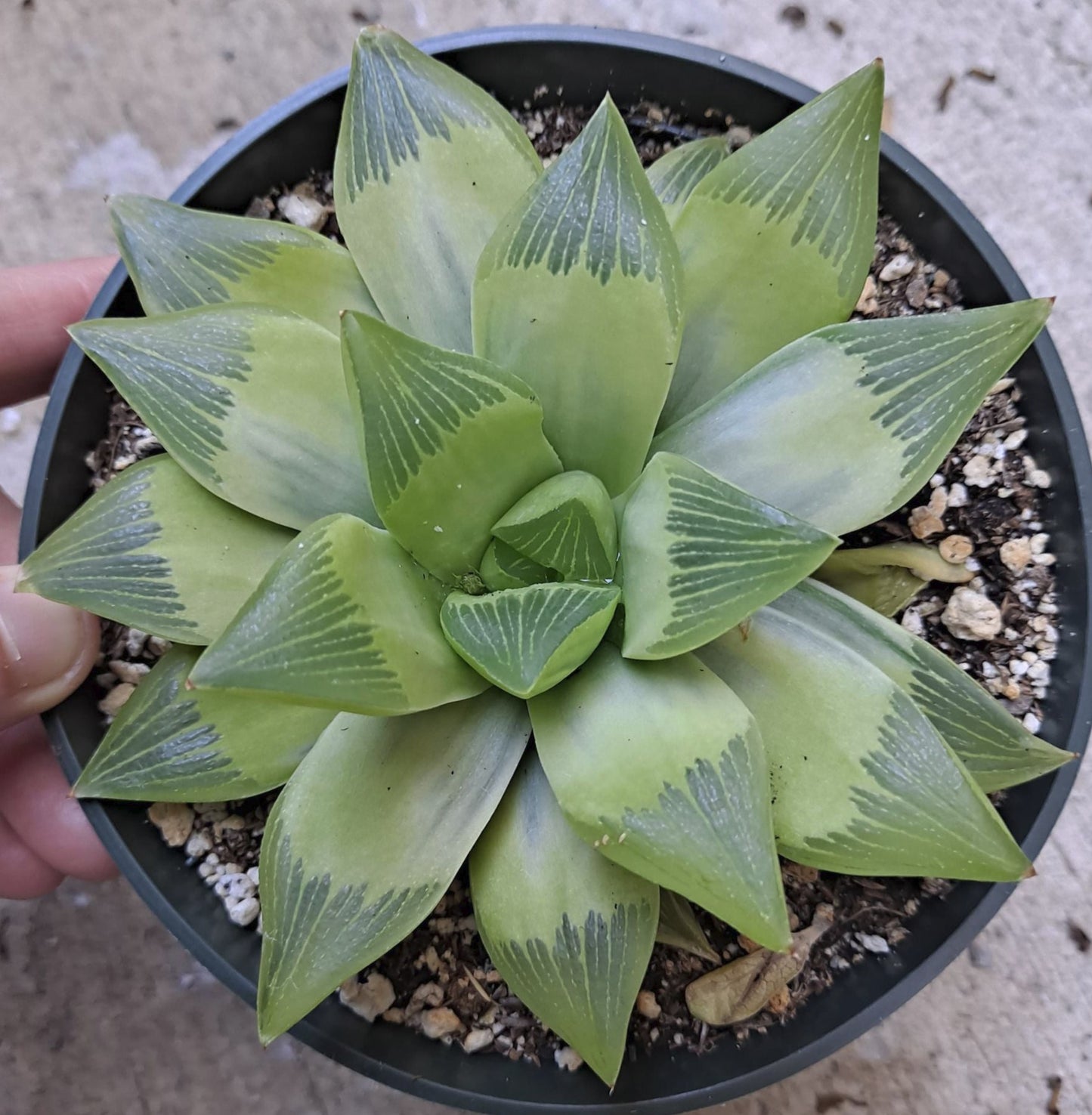 Haworthia retusa giant form variegated
