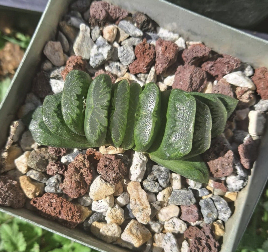 Haworthia Truncata 'Lime Green'