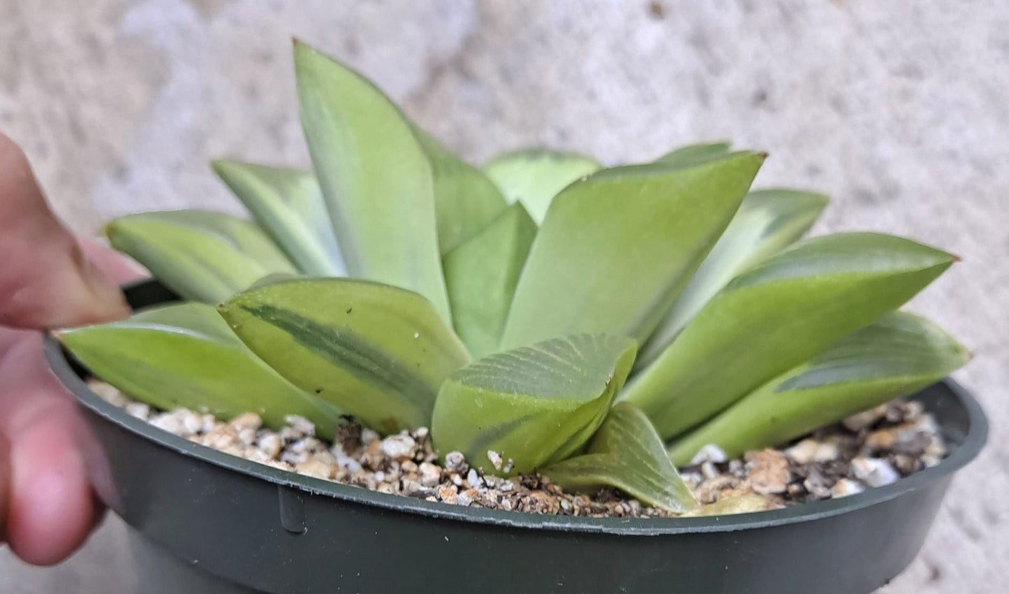 Haworthia retusa giant form variegated