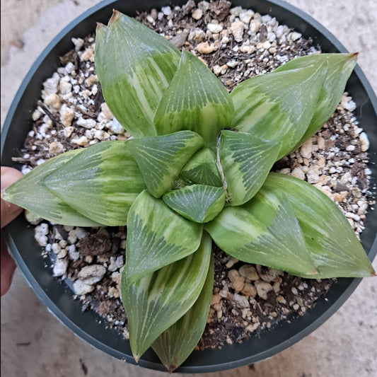 Haworthia retusa giant form variegated