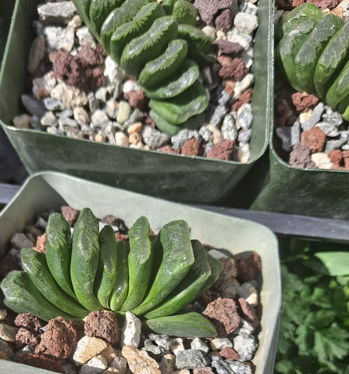 lime green succulent Haworthia Truncata 'Lime Green' Live Succulent in 4 Inch