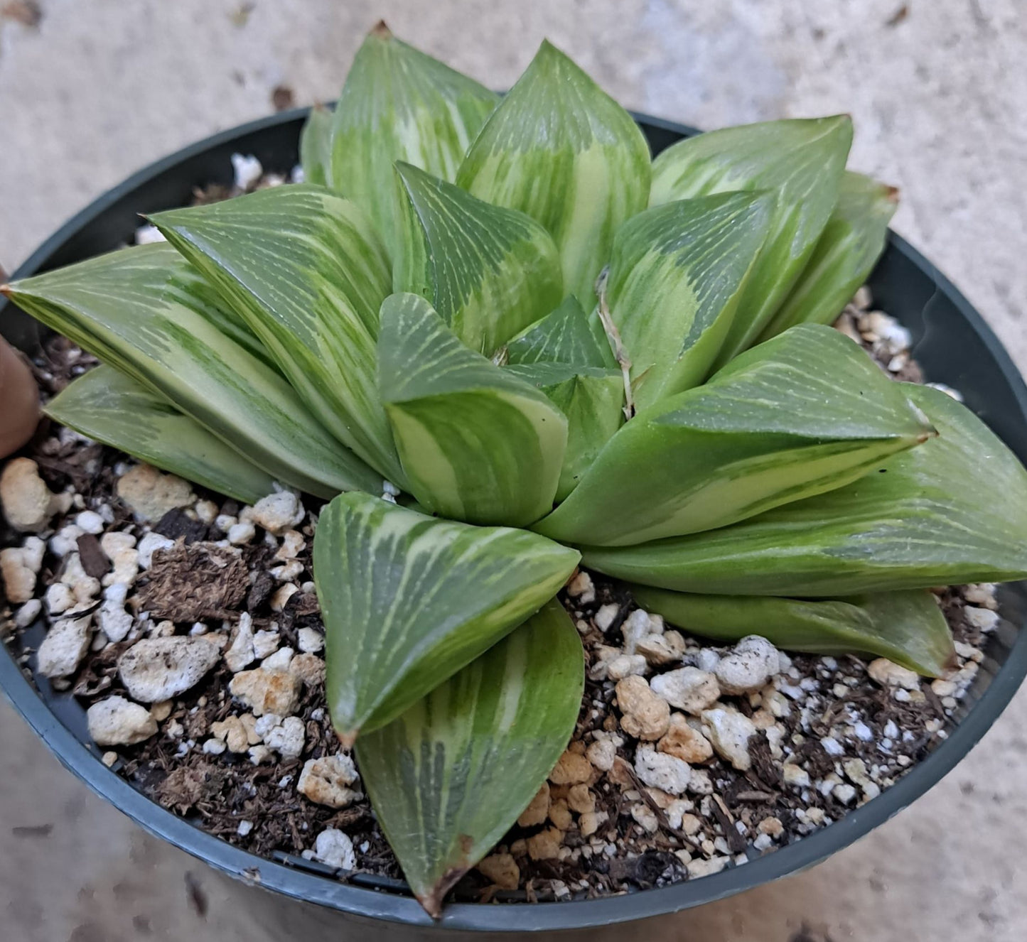 Haworthia retusa giant form variegated
