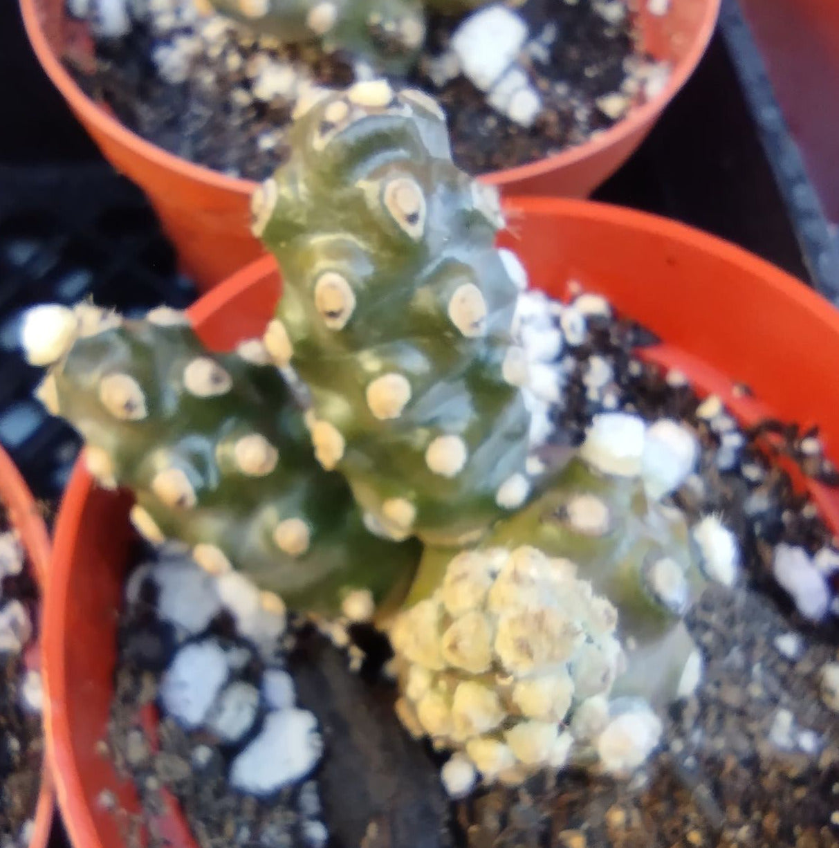 Tephrocactus molinensis in 4 Inch Live Cactus