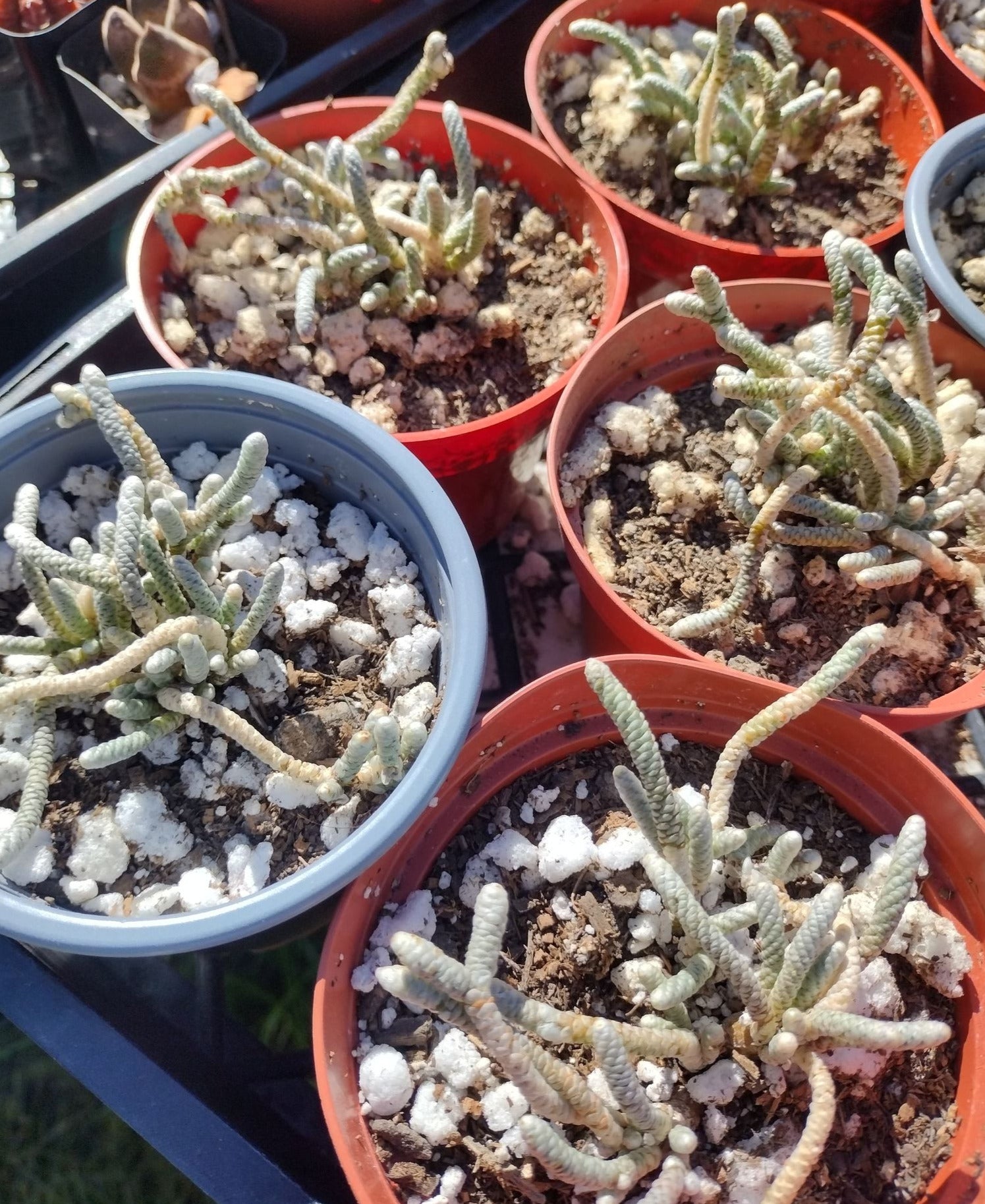 avonia succulent Avonia albissima in 4 Inch Live Succulent Caudex