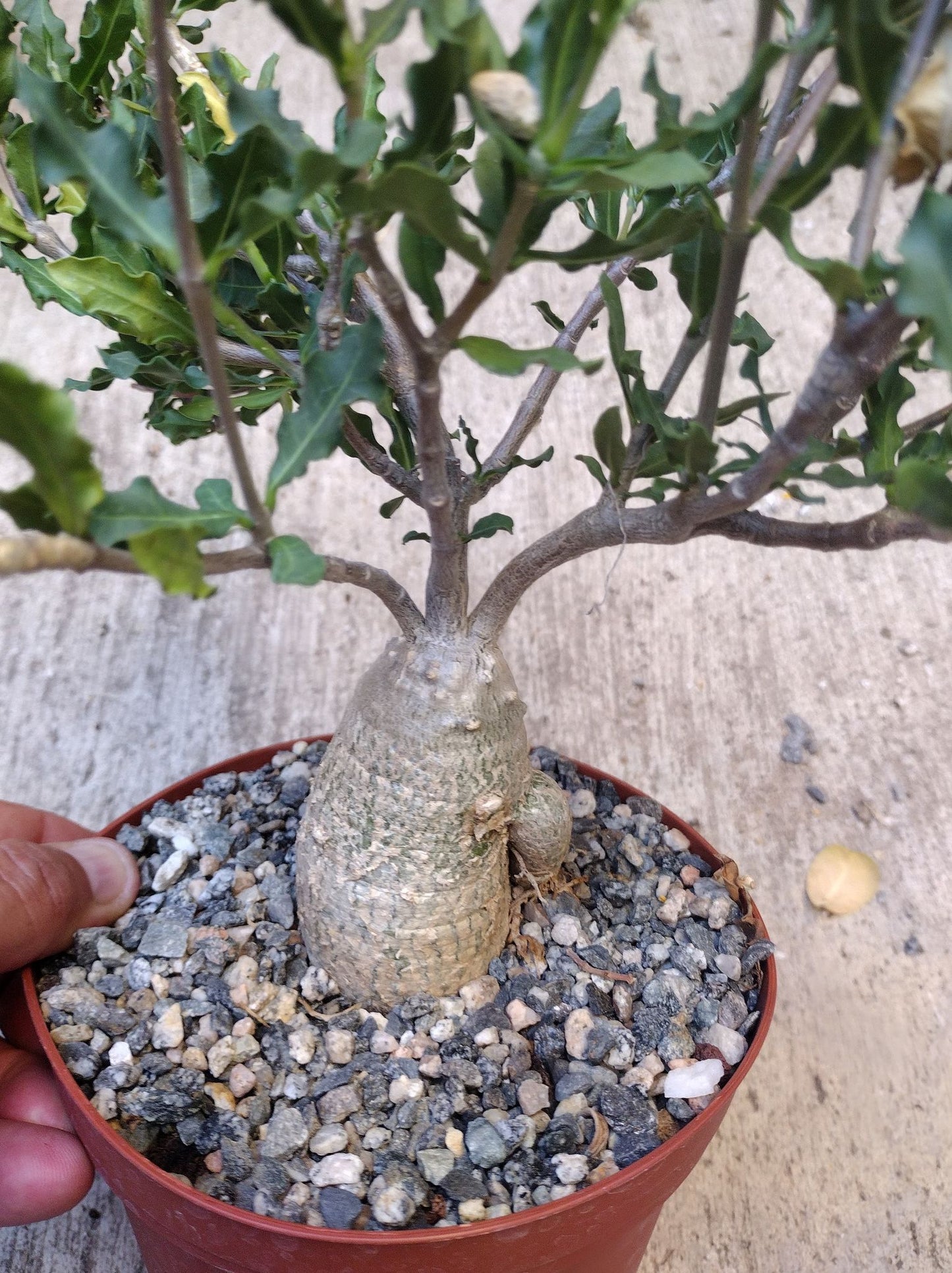 Fockea edulis/crispa in 6 Inch Live Succulent Caudex