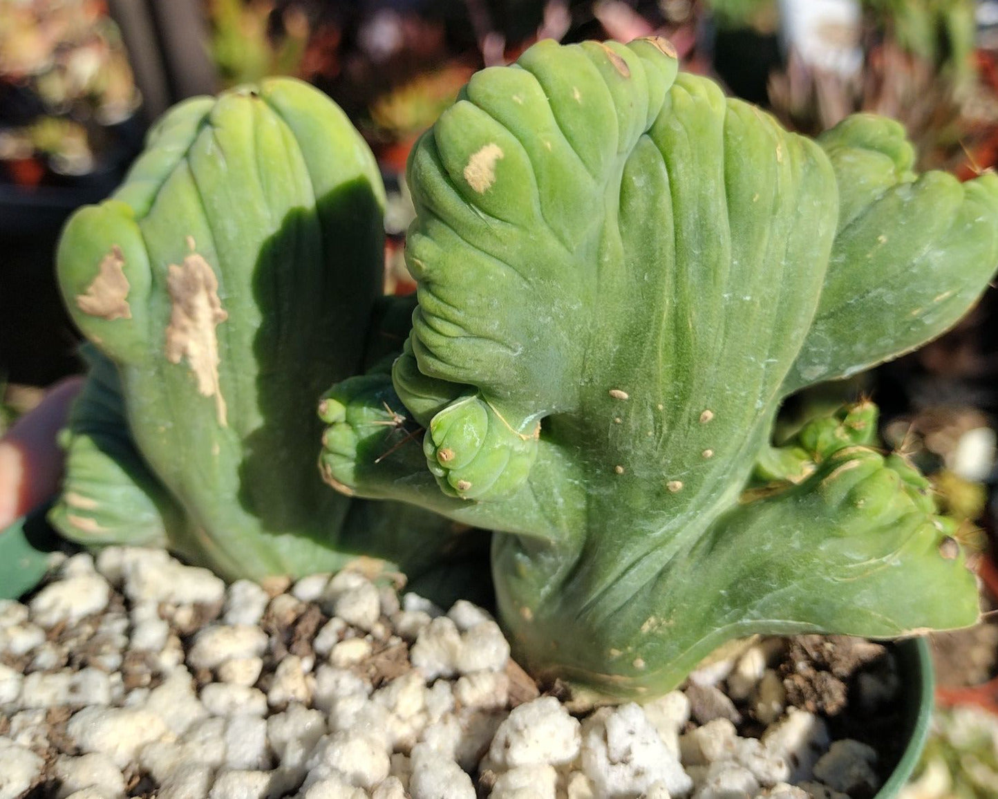 Trichocereus bridgesii monstrose cristata