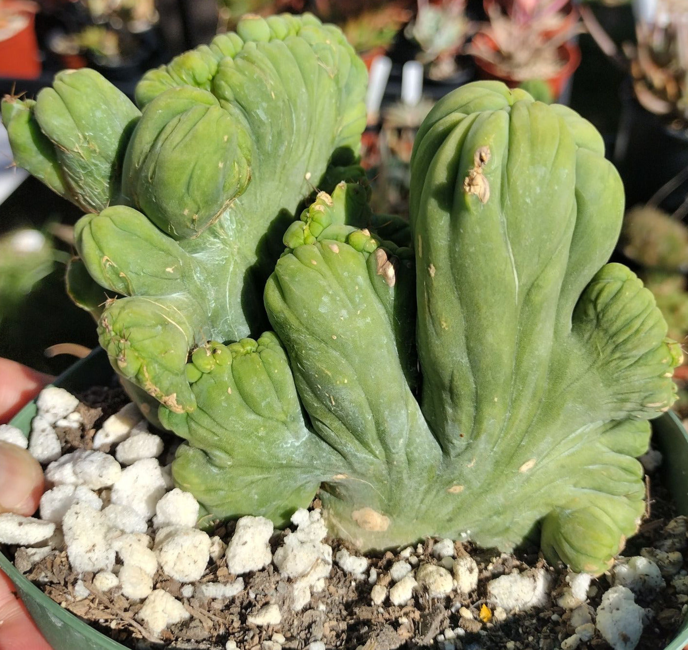 Trichocereus bridgesii monstrose cristata