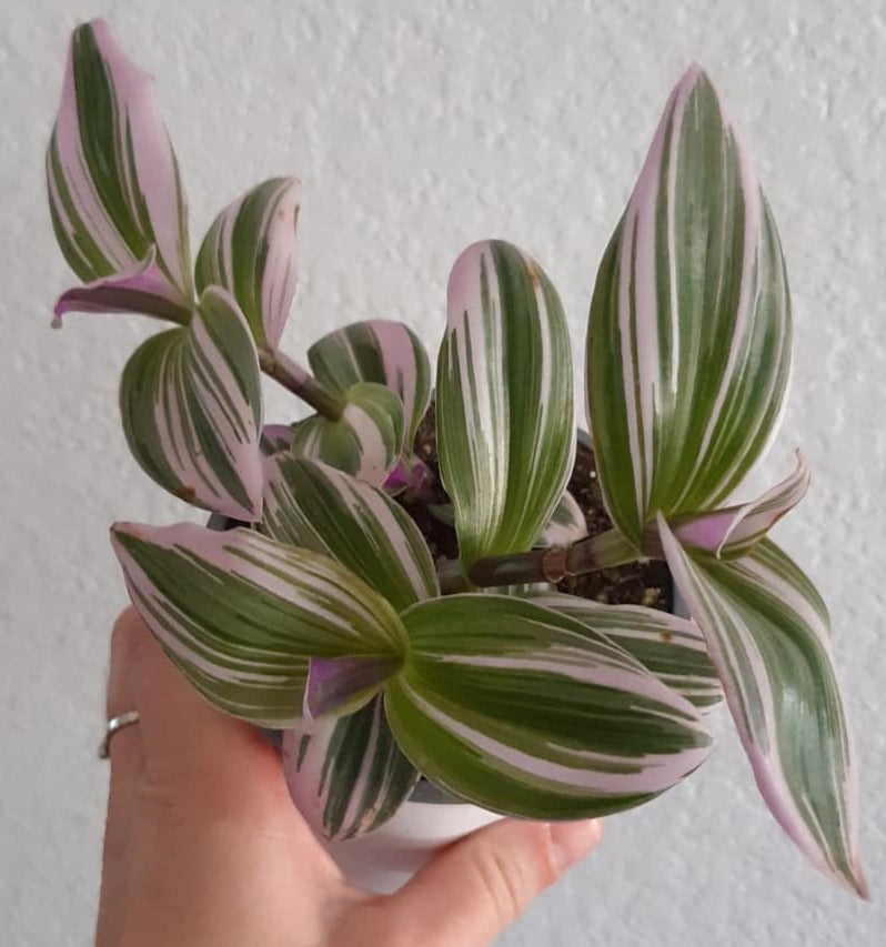 Tradescantia nanouk 4 Inch Live Houseplant