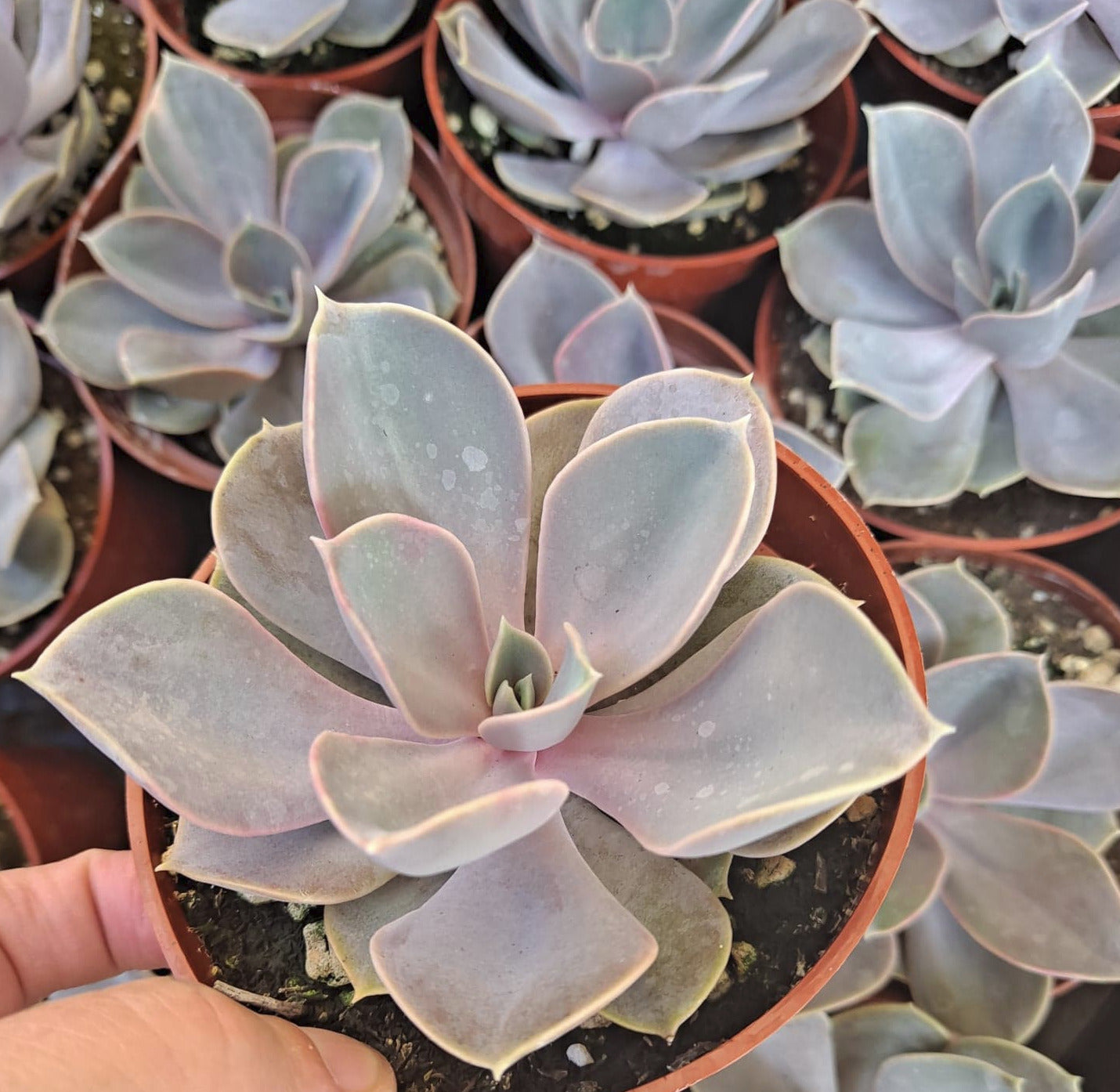 Echeveria 'Perle Von Nunberg' in 4" Live Succulent