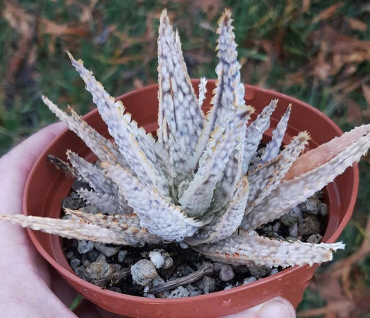 Aloe Diego White Lightning 4 Inch Live Succulent