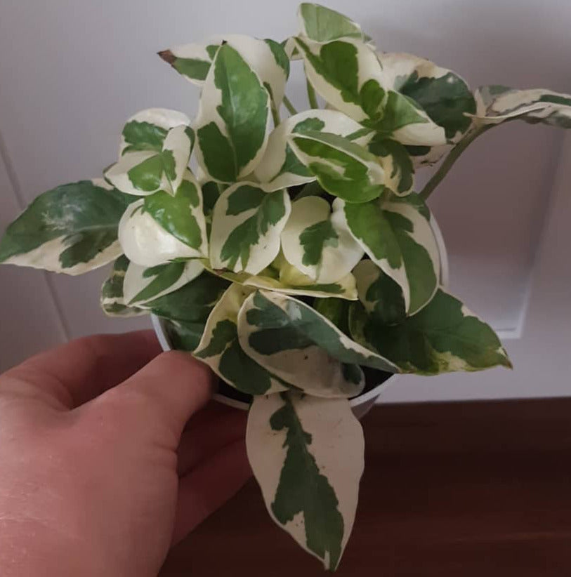 Pothos N’ Joy Epipremnum aureum 4 Inch Live Houseplant