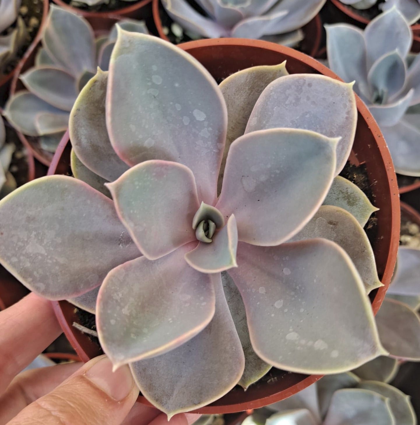 Echeveria 'Perle Von Nunberg' in 4" Live Succulent