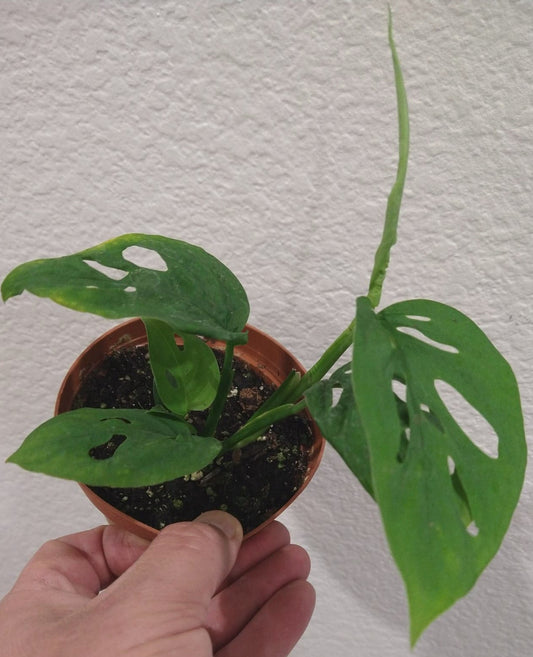 Monstera adansonii aka Swiss Cheese Vine 4 inch Live Houseplant