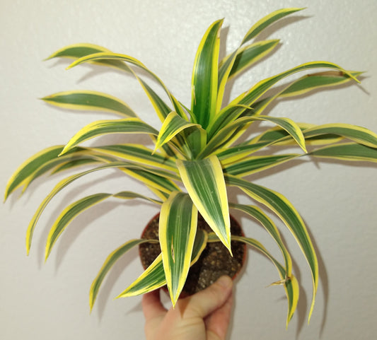 Dracaena reflexa "Song of India" 4" Live Houseplant