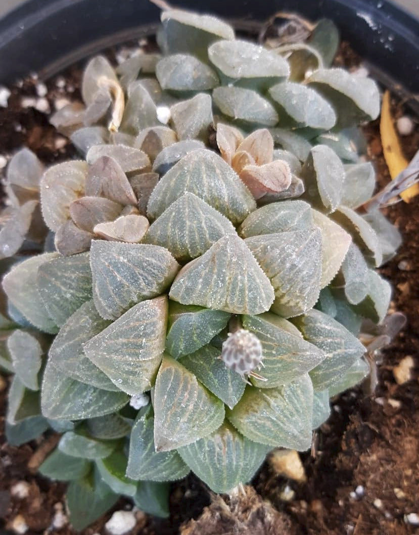 Haworthia pygmaea 6 Inch Live Succulent