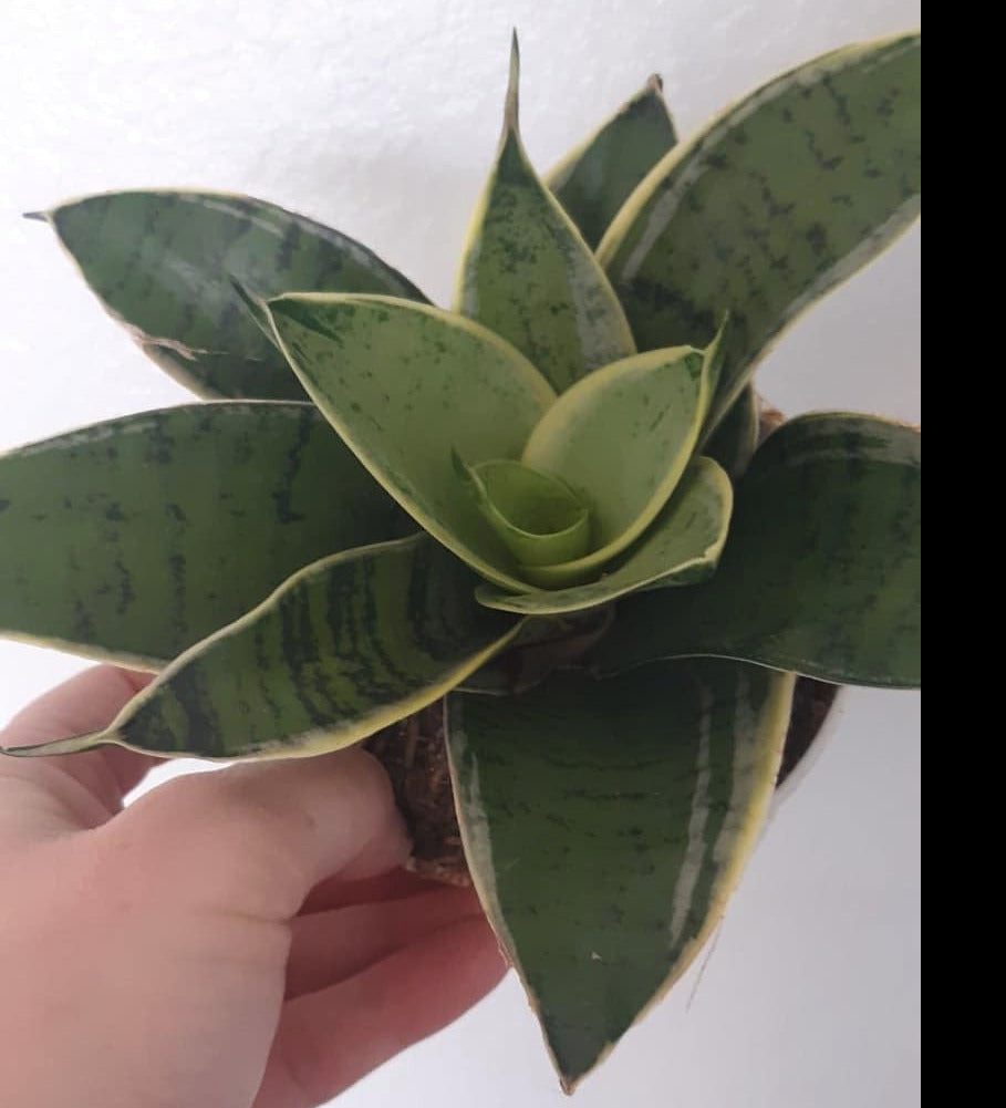 Sansevieria hahnii Silver Star 4 Inch Live Houseplant