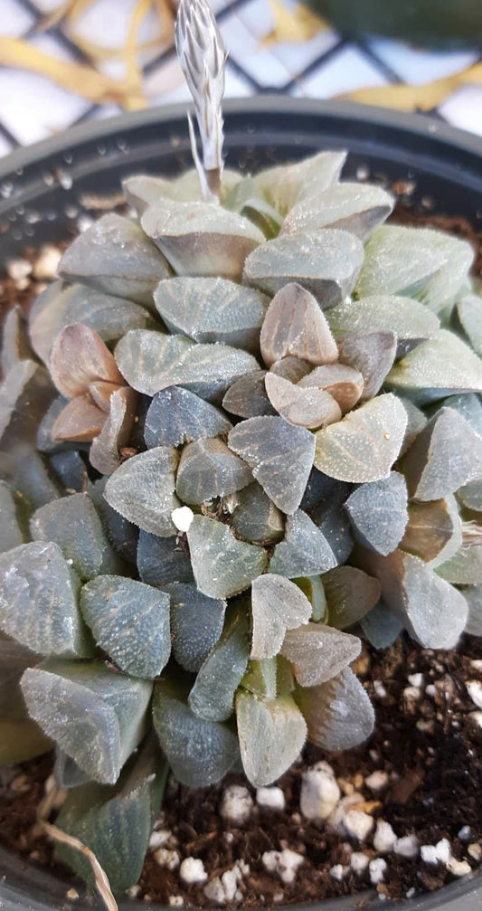 Haworthia pygmaea 6 Inch Live Succulent