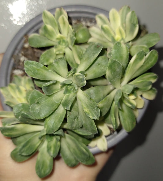 Aeonium castello-paivae variegata 'Suncup' 4" Live Succulent