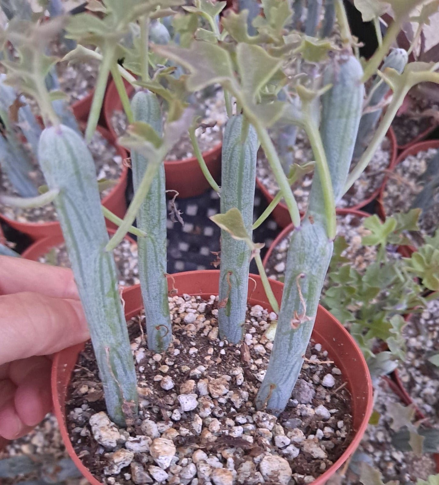 candle succulent Senecio articulatis aka Candle Plant in 4 Inch Live Succulent