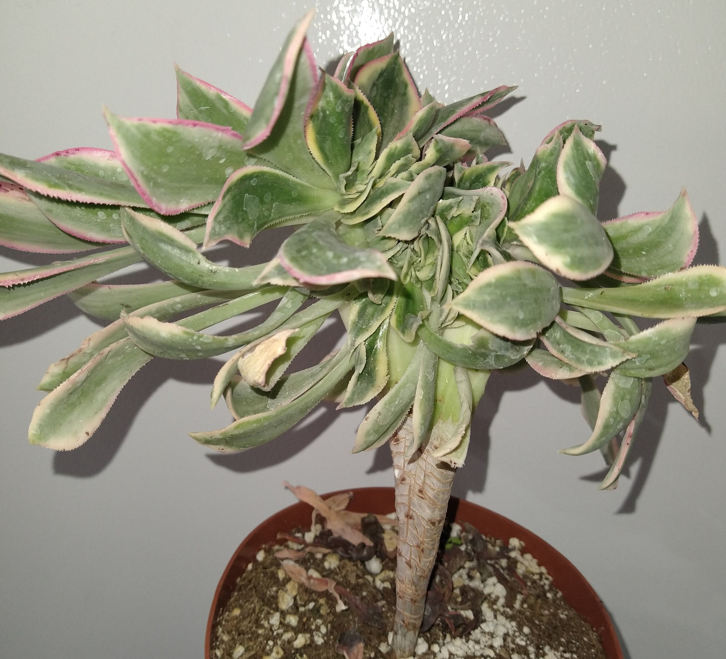 Aeonium decorum "Sunburst" f. cristata 6 inch Live Succulent