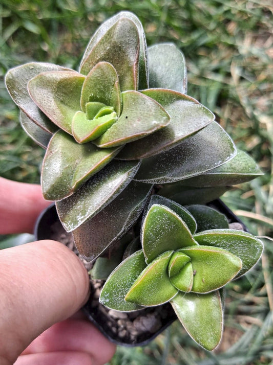 Crassula rupestris cv Springtime in 2.5 Inch Live Succulent