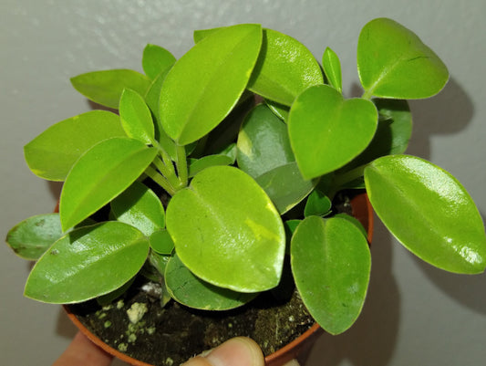 Peperomia Pixie Variegated 4 Inch Live Houseplant