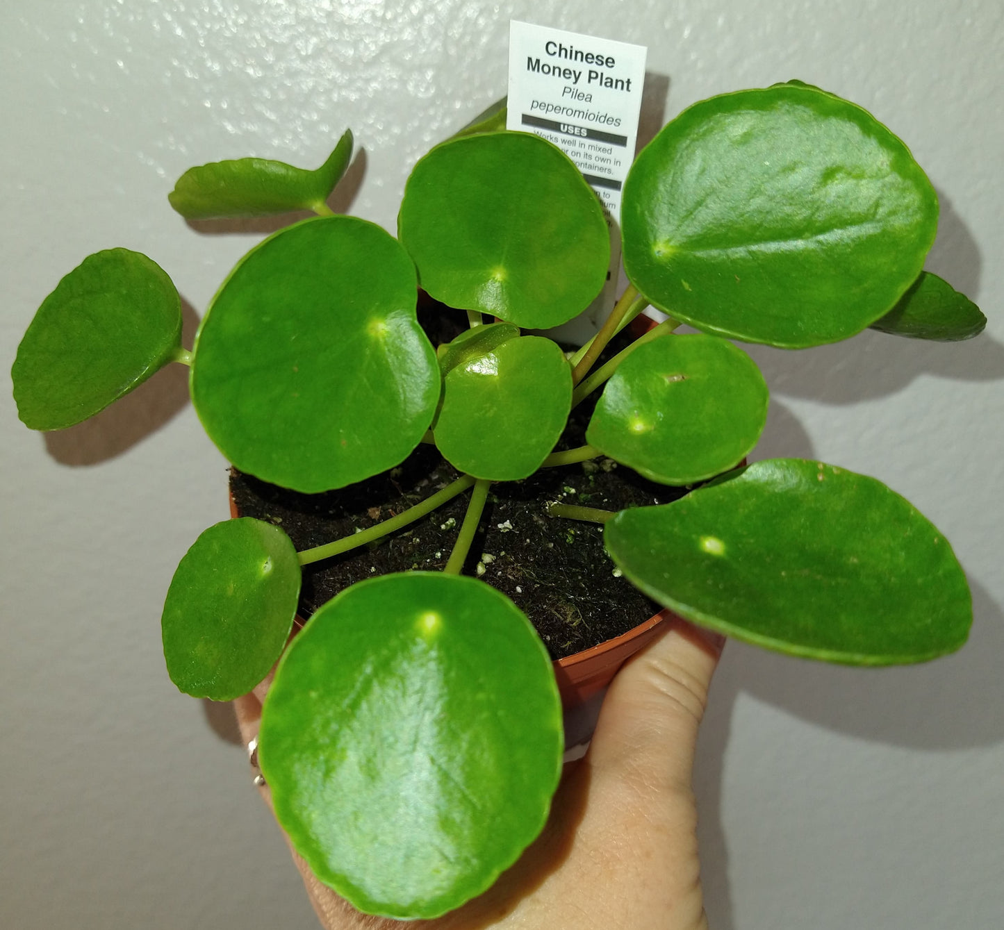 Pilea peperomioides 4" Live Houseplant