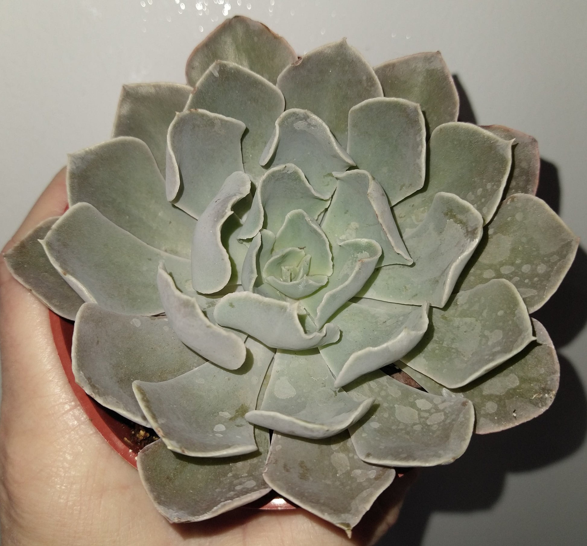 Echeveria 'Gray Curl' 4 inch Live Succulents