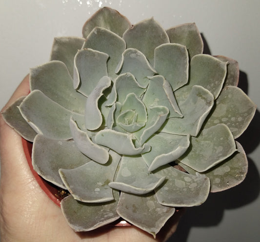 Echeveria 'Gray Curl' 4 inch Live Succulents
