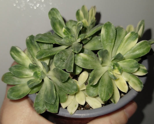 Aeonium castello-paivae variegata 'Suncup' 4" Live Succulent