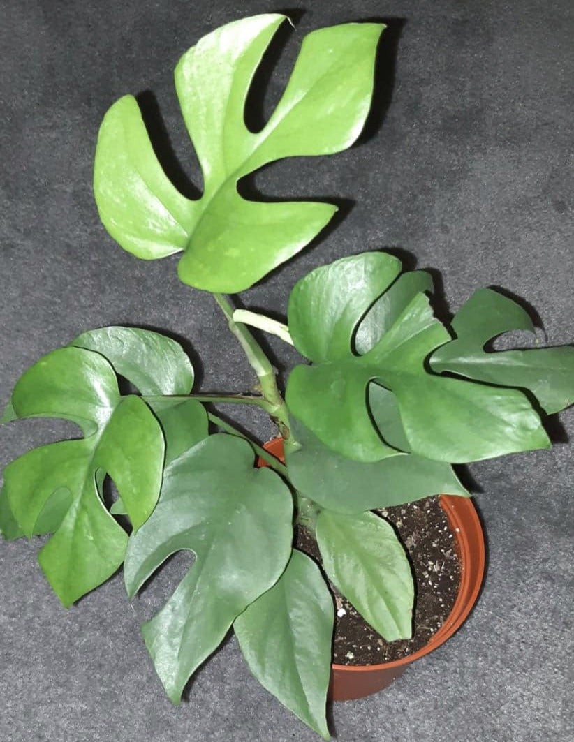 Rhaphidophora tetrasperma aka Mini Monstera 6 Inch Live Houseplant
