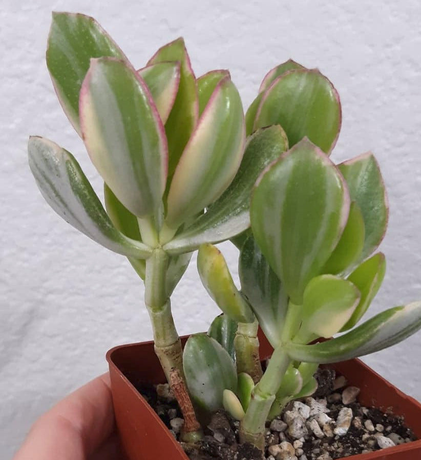 Crassula Ovata Tricolor Variegated Jade 3 Inch Live Succulent
