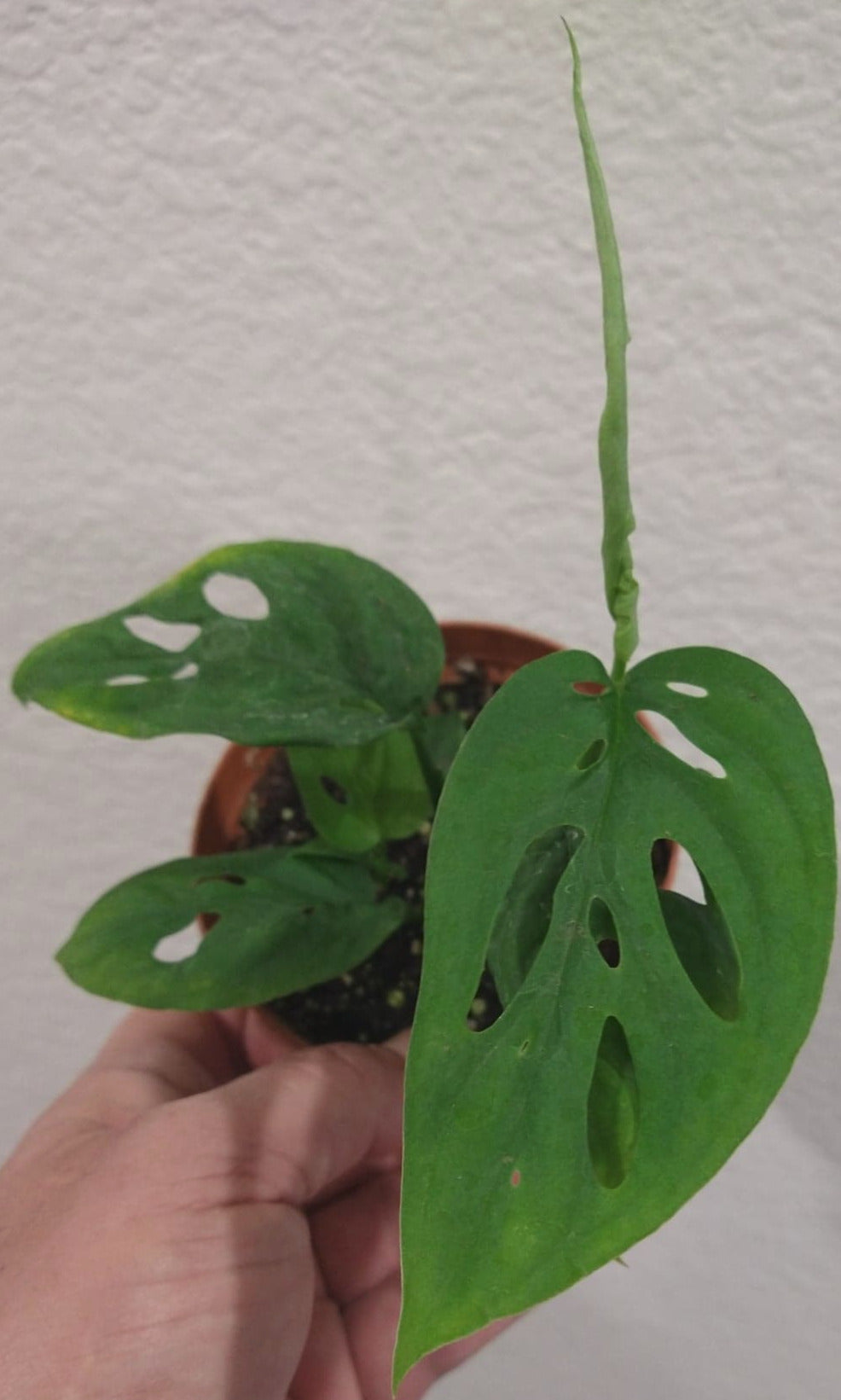 Monstera adansonii aka Swiss Cheese Vine 4 inch Live Houseplant