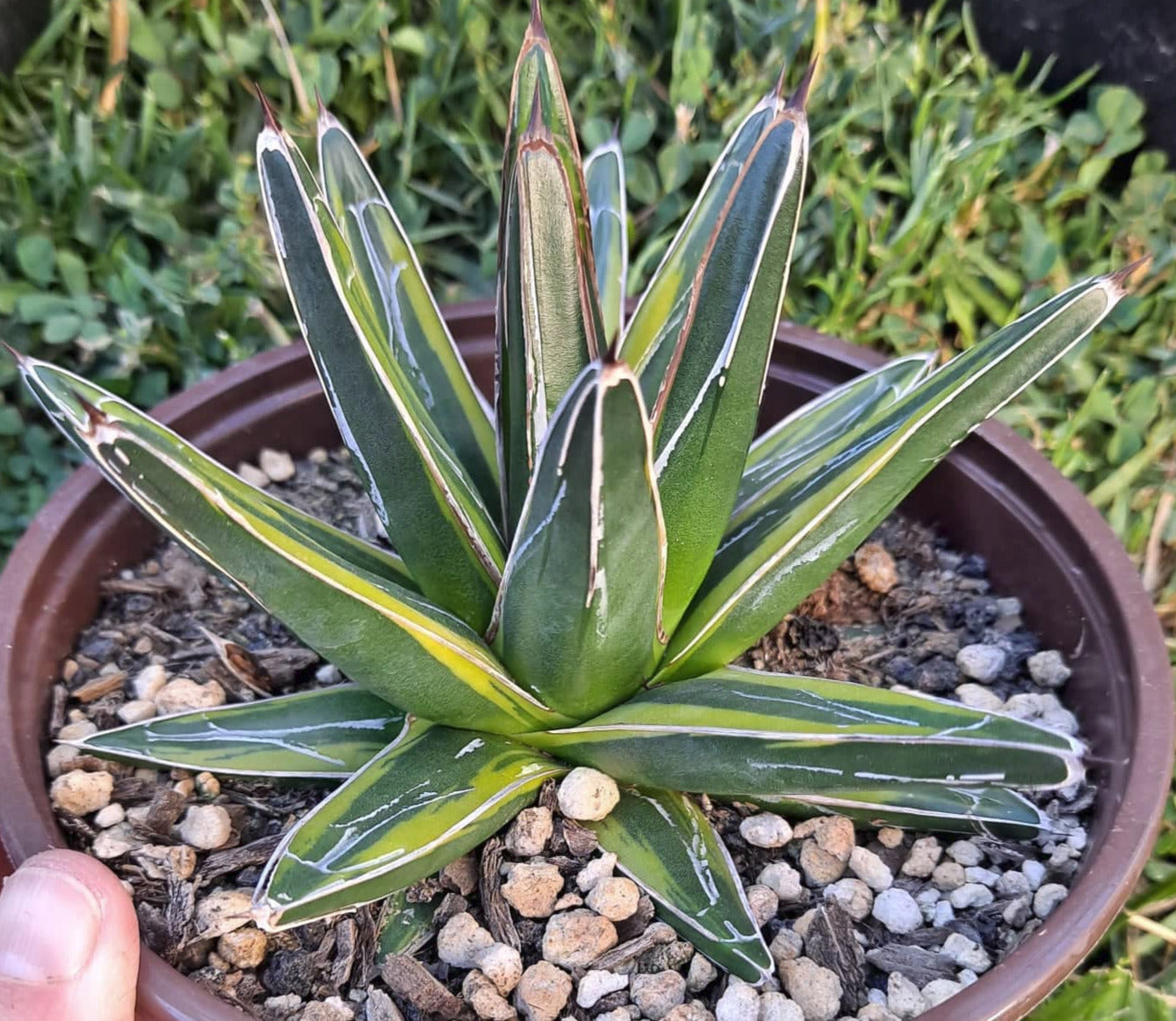 Agave victoria reginae variegata in 6 Inch Live Succulent