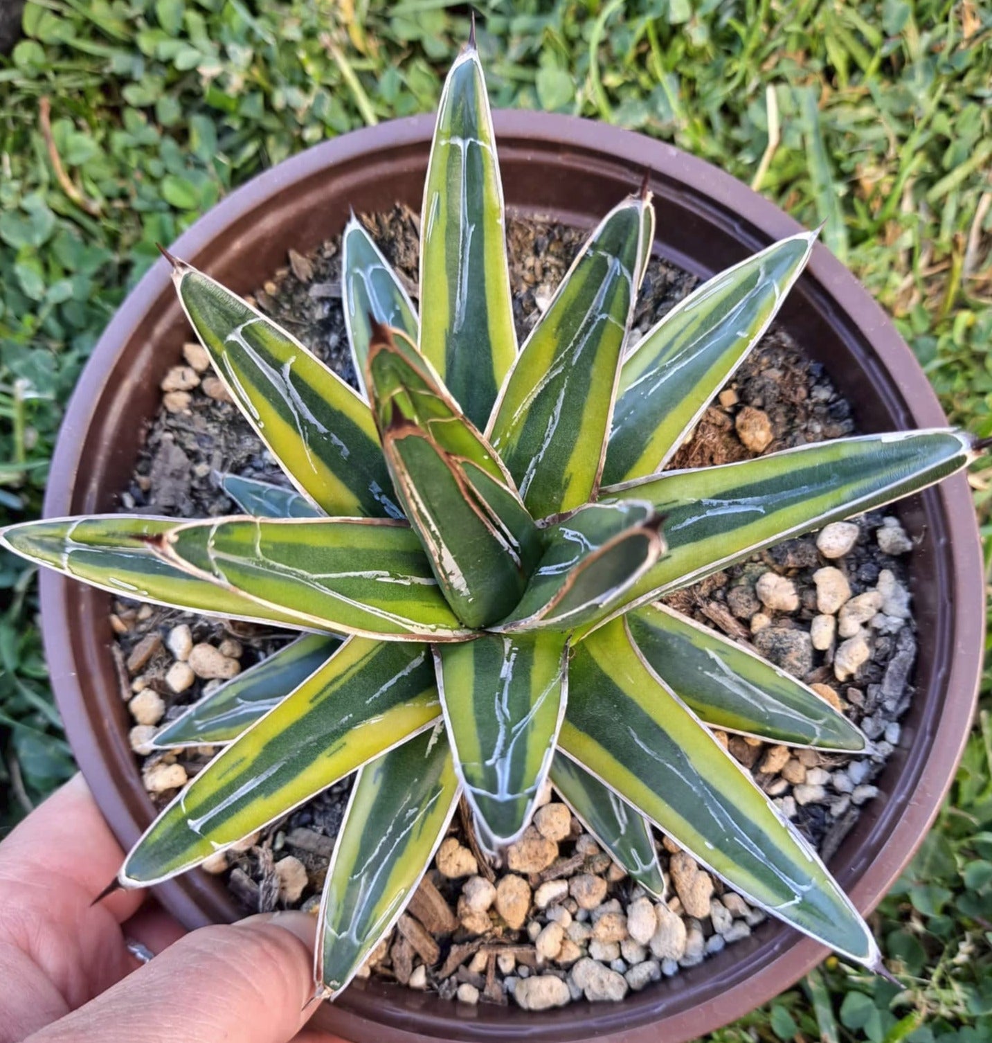 Agave victoria reginae variegata in 6 Inch Live Succulent