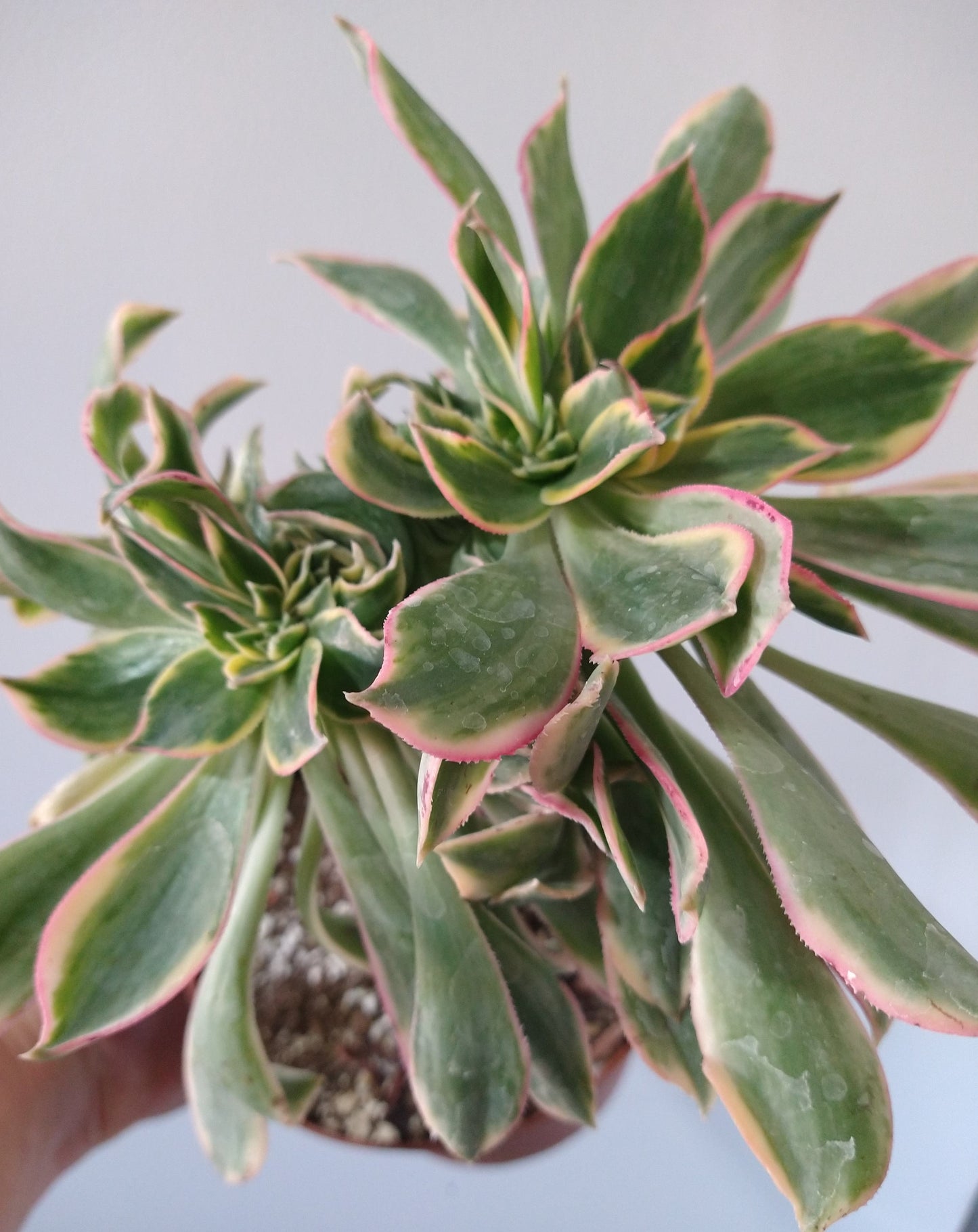 Aeonium decorum "Sunburst" f. cristata 6 inch Live Succulent