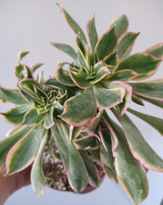 Aeonium decorum "Sunburst" f. cristata 6 inch Live Succulent