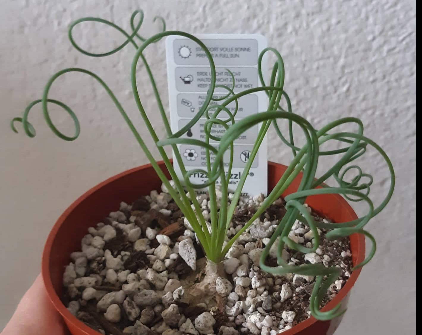 Albuca Spiralis aka Frizzle Sizzle 4 Inch Live Succulent