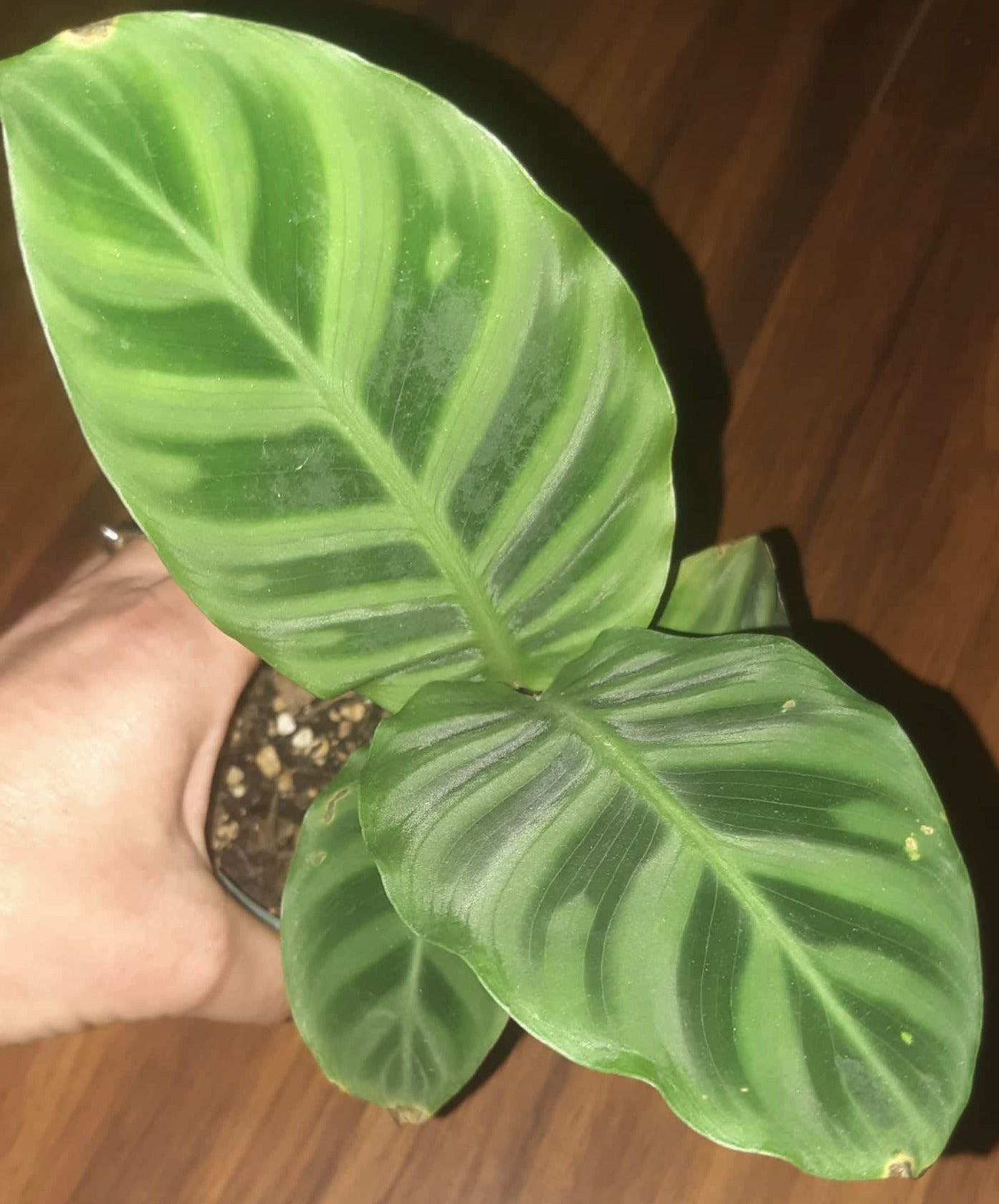 Calathea zebrina aka Zebra Plant