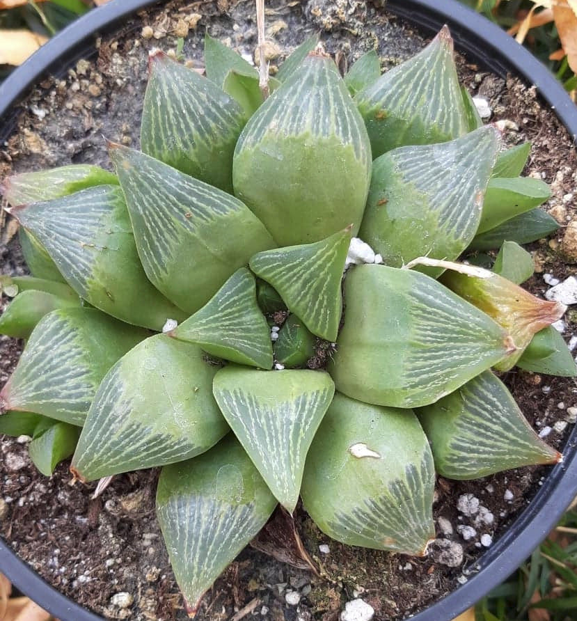 Haworthia retusa var. multilineata 6 Inch Live Succulent