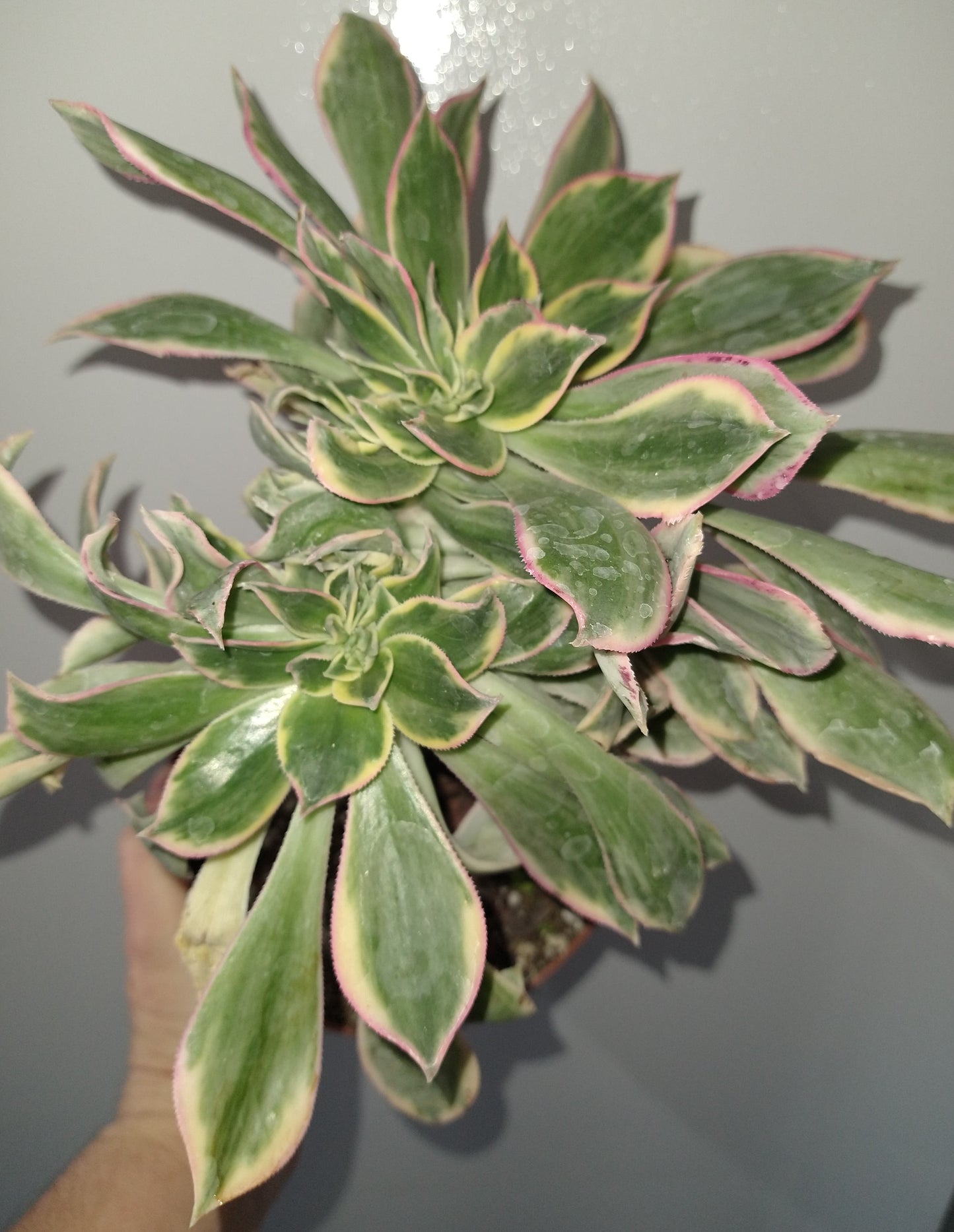 Aeonium decorum "Sunburst" f. cristata 6 inch Live Succulent