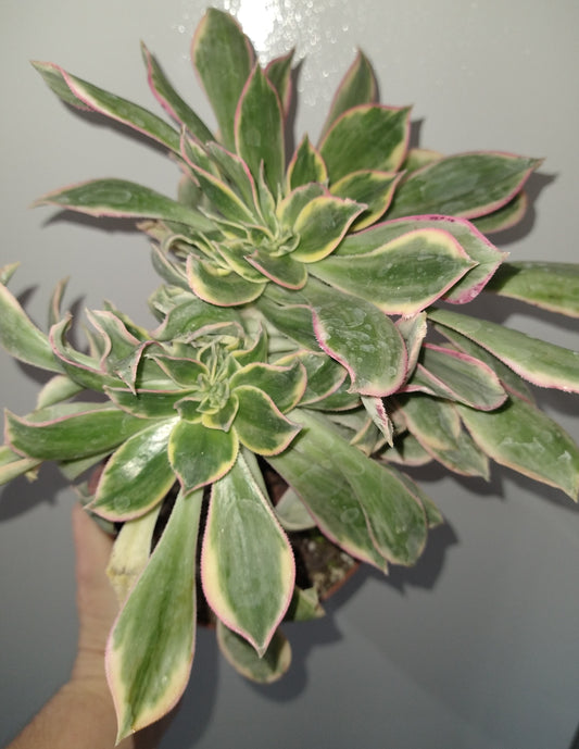 Aeonium decorum "Sunburst" f. cristata 6 inch Live Succulent
