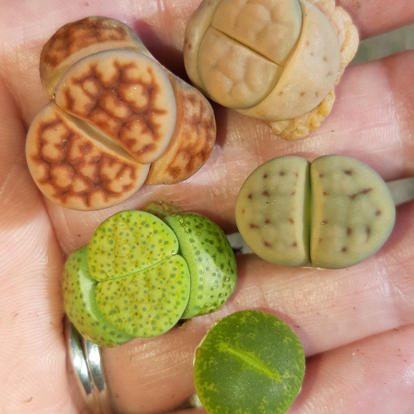 Lithop Collection (5 Live Lithops) Live Living Stone Succulent